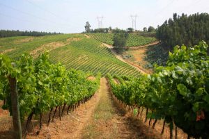 polish bloggers visit vineyard-wine bastardo-wine with spirit